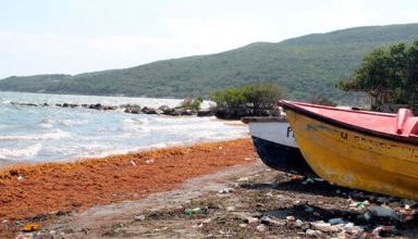 Photo of From annoying seaweed to vehicle fuel: Turning ocean waste into sustainable energy